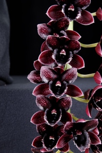 Fredclarkeara Gemstones Sunset Valley Orchids HCC/AOS 79 pts.